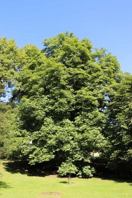 Aesculus hippocastanum - jírovec maďal - celek léto (34)